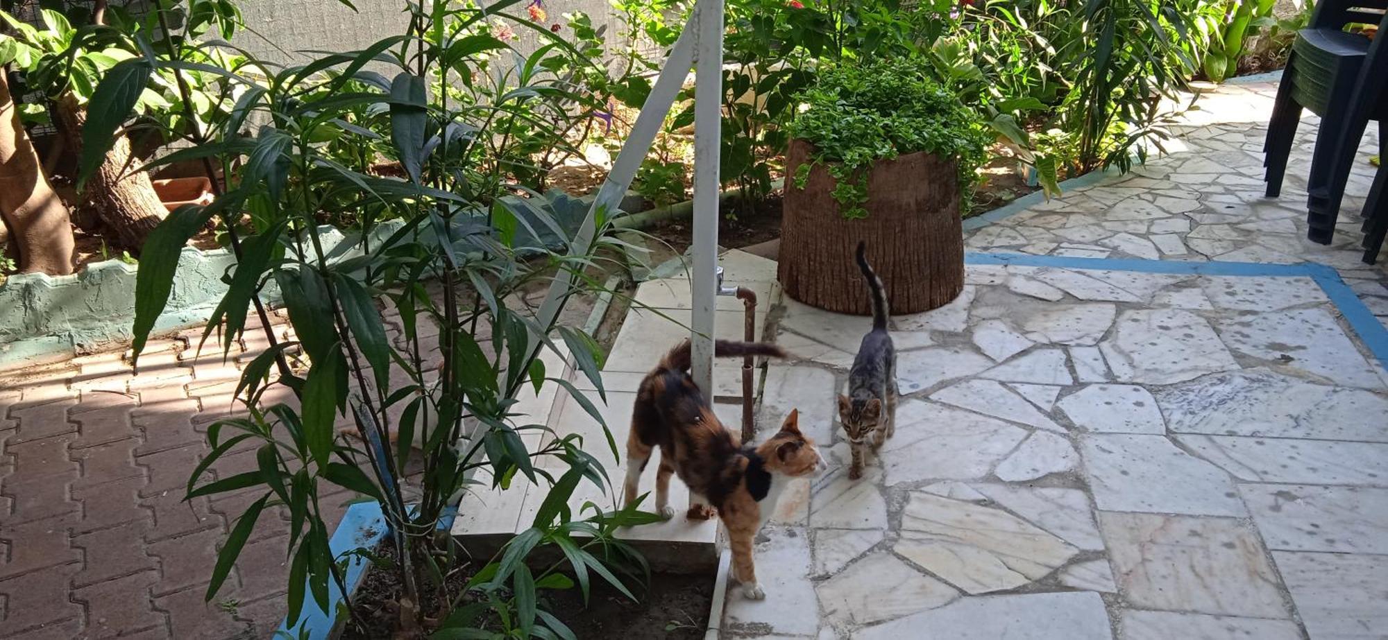 Samos Apart Pension Guzelcamlı Buitenkant foto