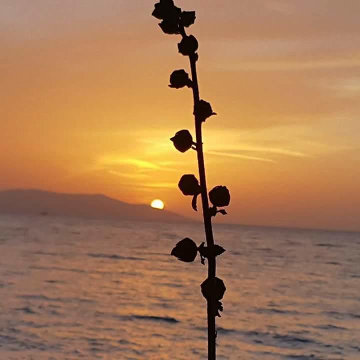 Samos Apart Pension Guzelcamlı Buitenkant foto